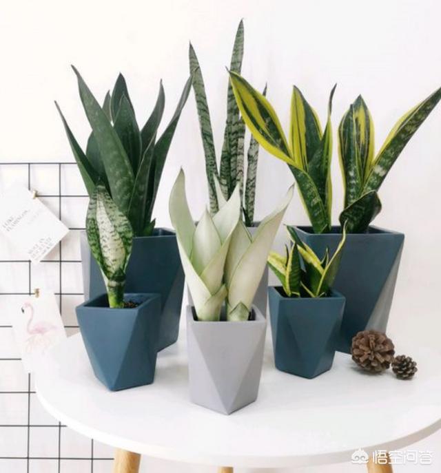 室内耐干旱植物有哪些？