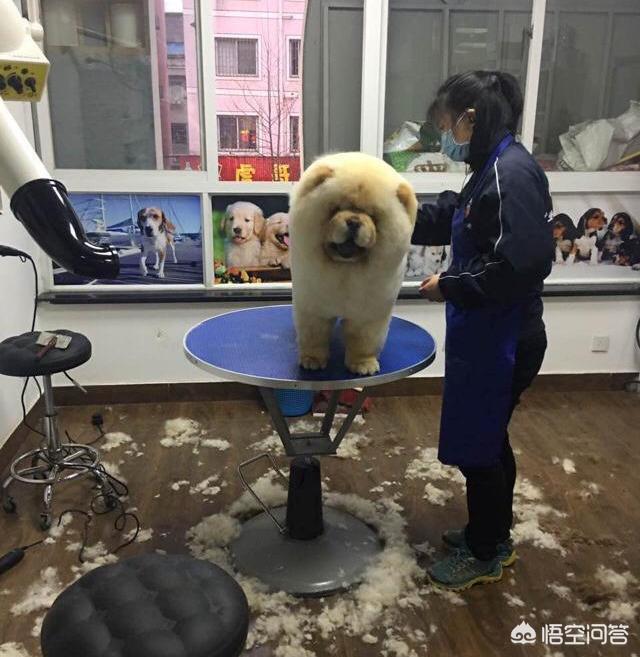 松狮好养吗:养了松狮以后，为什么会被宠物店拒之门外？