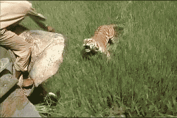 藏獒与狮子打架是:雄性孟加拉虎能否打得过非洲雄狮？