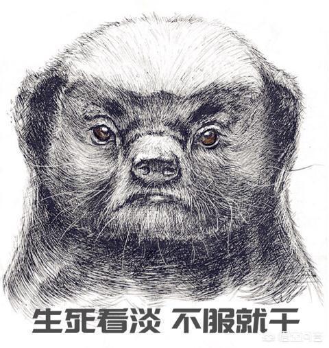 世界最差动物园永久关闭:为什么大部分动物园没有蜜獾呢？