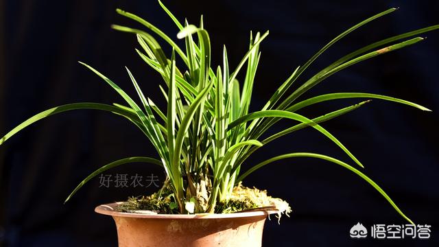 宿根兰花鼠尾草高度:刚种植的兰花要不要透水？为什么？