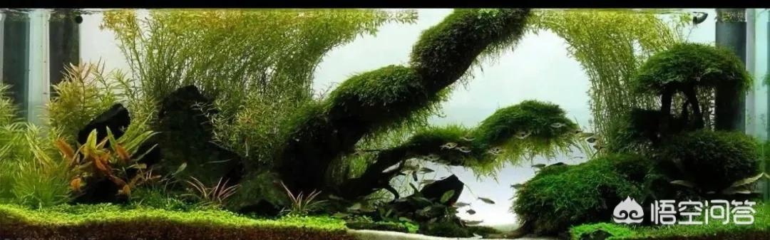 水草能在火山石生长么?:草缸可以先放水草泥种上水草后，在上面再去铺一层底砂吗？