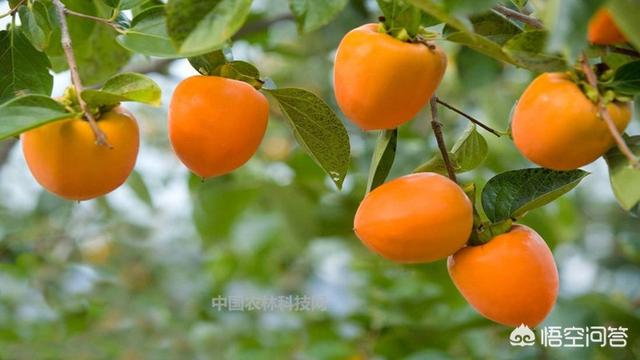 新安牛心柿子主要产区在哪，种柿子，晒柿饼，什么品种好