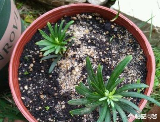 罗汉松:河沙土上能栽罗汉松吗？怎么样？