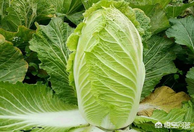 头条问答 种植大白菜 如何防治霜霉病 京科惠农的回答 0赞