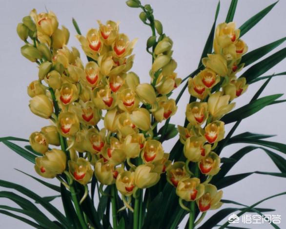 九子大花蕙兰的图片:大花蕙兰的根都到植料表面了，该怎么处理？