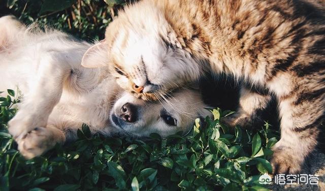 猫吃拜耳驱虫药洗澡:想养流浪猫咪，给它洗澡要注意什么？ ？