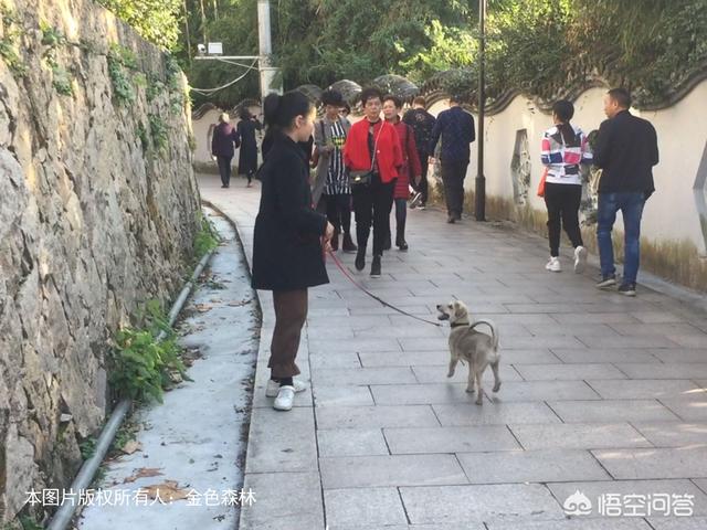 下雨天怎么遛狗，遛狗需要带上什么东西怎么做好