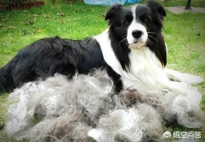 法斗犬能坐飞机吗:有哪些狗狗是不能带上飞机的？带狗狗上飞机需要注意什么？