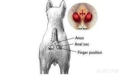 柯基犬图片:柯基犬多久挤一次肛门腺？怎么挤？