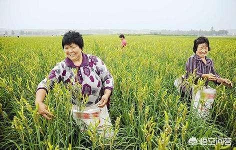 萱草图片:黄花菜好种植吗？怎么管理？