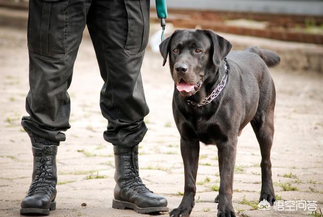 优质的拉布拉多犬性格特征有哪些:养拉布拉多犬该注意哪些 黑色拉布拉多犬有什么优势，值得养吗？