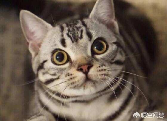 美国短尾猫:养美国短毛猫有什么好处？