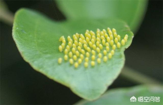 头条问答 大白菜出现无头苗是怎么回事 乡村小雄的回答 0赞