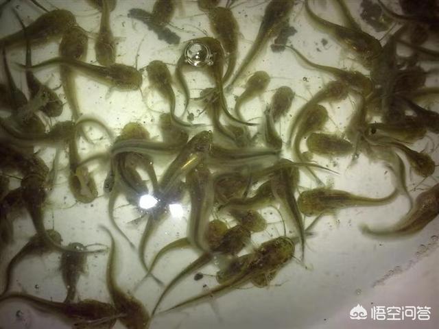 北京淡水鱼苗:北京淡水鱼苗市场 新池塘下鱼苗需要注意什么？
