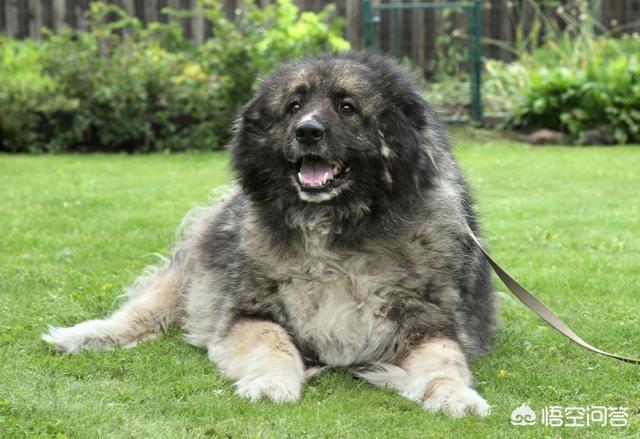 高加索犬vs藏獒照片:关于高加索犬和藏獒谁能打？
