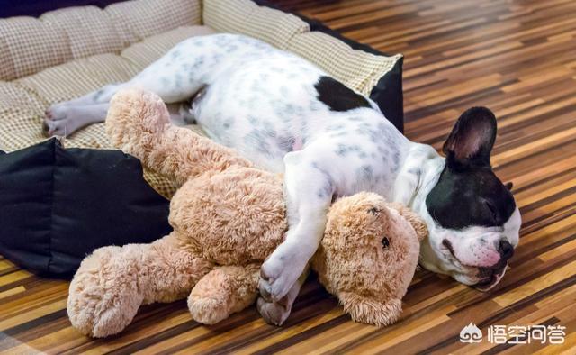 沉默的斗牛犬贴吧:为何可爱的法斗这么少人养？ 萌萌的斗牛犬