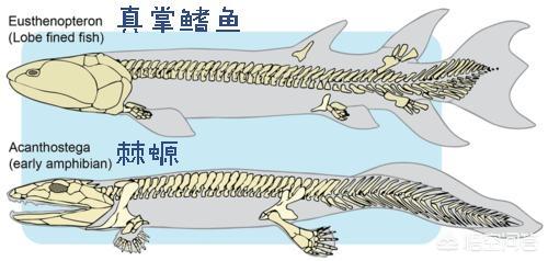 矛齿鲸和械齿鲸龙王鲸哪个厉害:为什么鲸鱼类的鳍骨就好像人手一样？