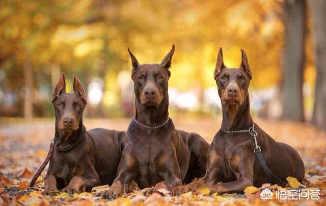 对幼儿友善的狗:对孩子不友善的小型犬有哪些？