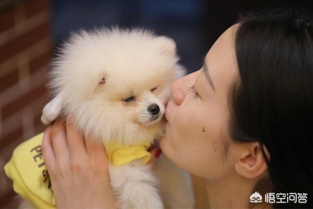 凶猛的小型犬有哪些:哪些小型犬是非常喜欢吠叫的呢？