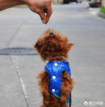 贵宾犬训练用什么奖励:训练贵宾犬必学的十二个规矩 训练贵宾犬时，哪些禁忌一定不能犯？