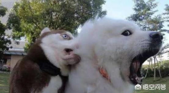 虎皮法斗犬多少钱一只:养哪些品种的狗狗是花钱比较多的？