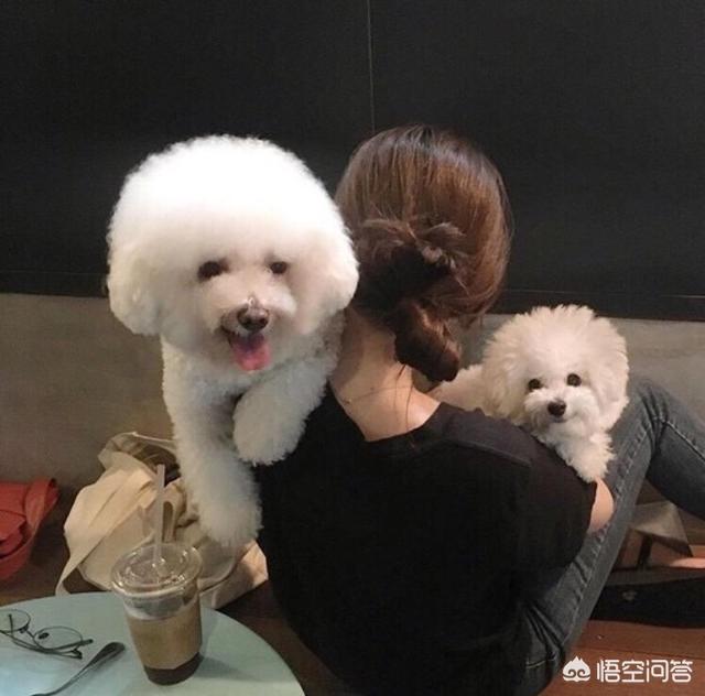 比熊狗狗拉肚子呕吐:狗狗吐黄色泡沫，又拉肚子是不是病了？
