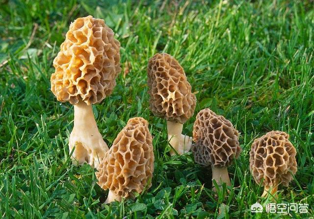 羊肚菌适合在什么地方种植,羊肚菌种植海拔多少最合适？