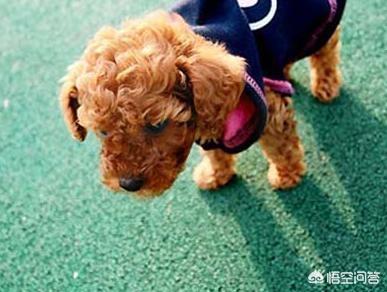 肛门腺:一直不给巴哥犬挤肛门腺会怎么样？