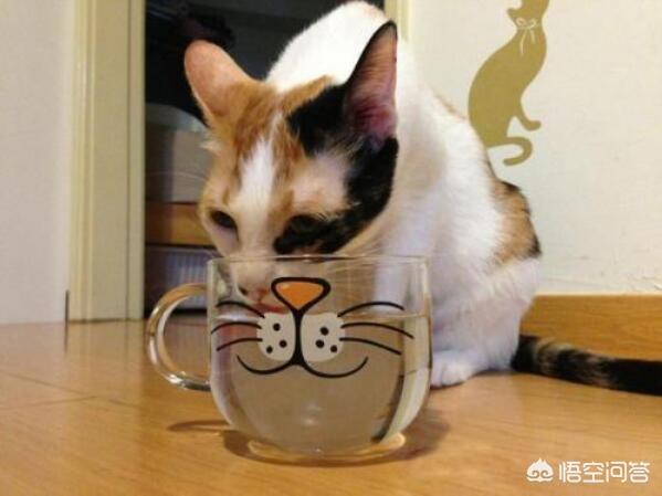 冬天养猫注意事项:冬天来了，小区里的流浪猫去哪里过冬，会被冻死吗？