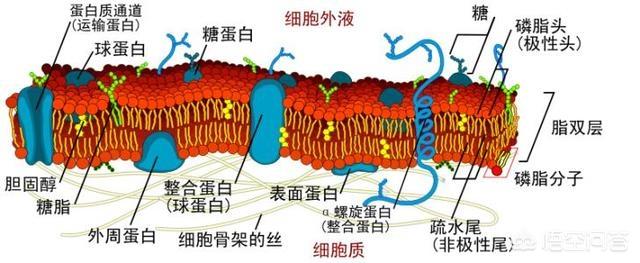 揭秘电鳗为什么会放电:电鳗没有发动机却有电，那么它的发电原理是什么？