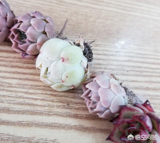 大和锦多肉怎么栽种:现在网购的多肉怎么上盆？