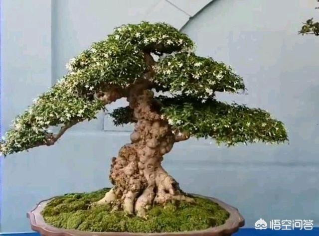 头条问答 在盆景制作中什么是 三枝技法 如何进行 三枝技法 的操作 莳花蜂的回答 0赞