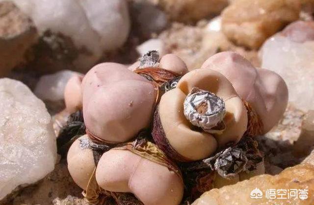 石花长什么样子图片,生石花三年后还能长大吗？