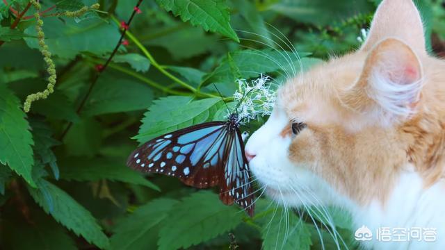 朋友是猫:养狗、养猫的人真的有爱心吗，他们对待家人和朋友怎么样？