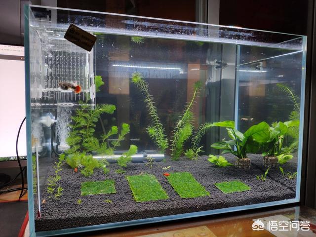 头条问答 买了个鱼缸养金鱼 想在鱼缸里加点绿色植物 养什么植物好呢 小厨彦捷vlog的回答 0赞