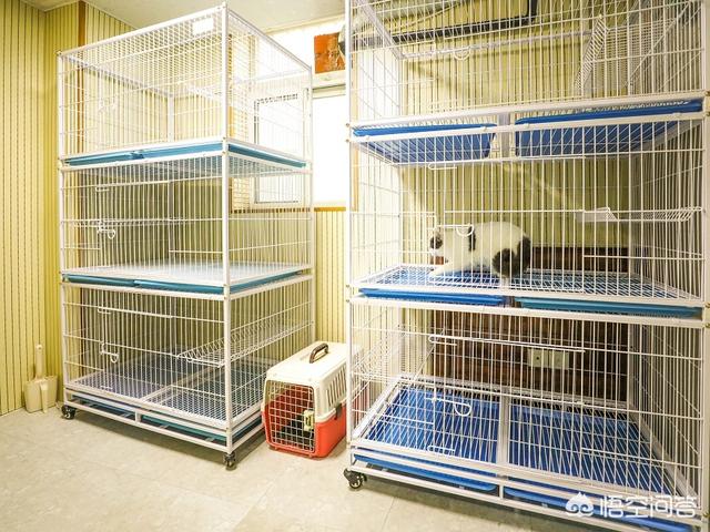 厦门宠物狗:厦门、深圳遛狗不栓绳无人管理，大狗小狗到处流窜，你怎么看？ 厦门卖狗的宠物市场在哪里