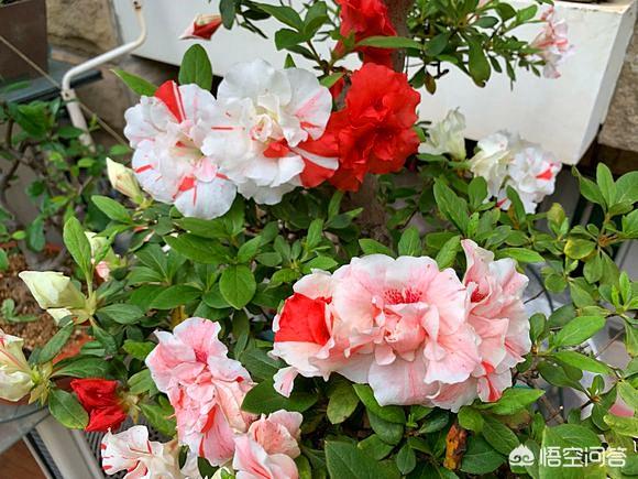 四季杜鹃花夏天怎么养:想要杜鹃花健康生长，在培育的时候，应该如何进行浇水和修剪？