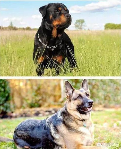 德国洛威犬图片:为什么德牧被禁养了以后，还有很多人喜欢饲养？