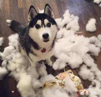 狗狗接飞盘:面对精力过于旺盛的狗狗该怎么做？