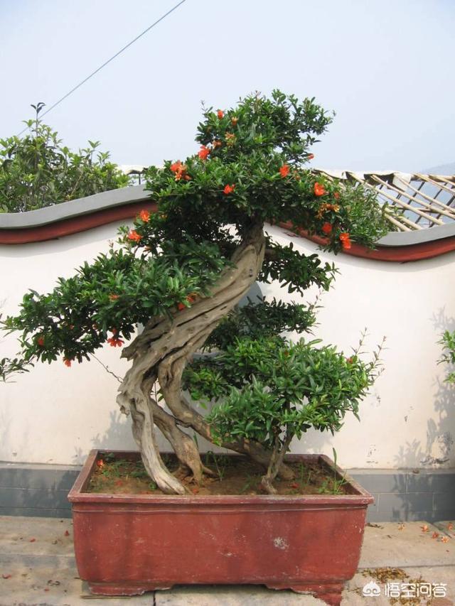 家里的盆栽需要经常浇水吗？为何我养的盆栽时间长了都死了呢？