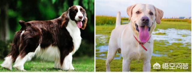 查理士王小猎犬图片小时候:这只小狗是什么品种？品相如何？