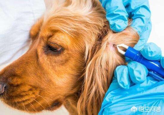 犬虫一扫光片怎么服用:drontal狗狗驱虫药是化成水吃还是怎么吃？