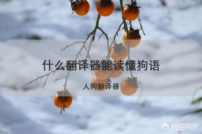 狗语翻译器效果如何:有没有什么软件可以翻译狗声？