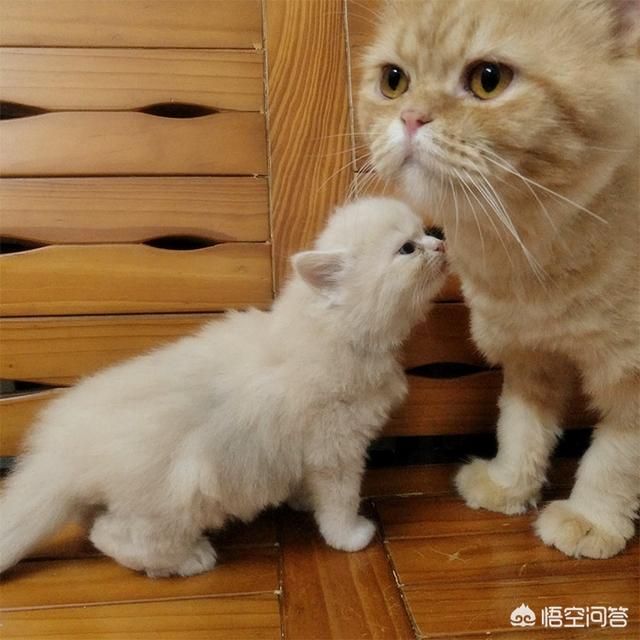 母猫绝育后大小便去猫砂盆吗:母猫绝育后一直蹲猫砂盆怎么办 怎么让猫知道去猫砂上方便？