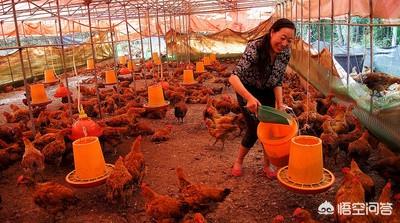 宠物饲养场:宠物养殖场 创办宠物寄养服务场，需要具备什么条件？如何来规划和经营？