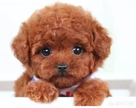 贵宾犬美容泰迪造型:泰迪几岁开始训练效果最好？