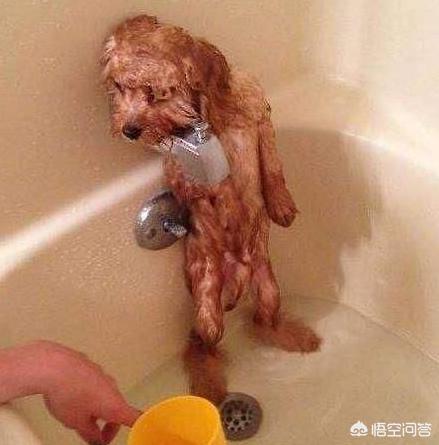 贵宾犬美容泰迪造型:泰迪几岁开始训练效果最好？