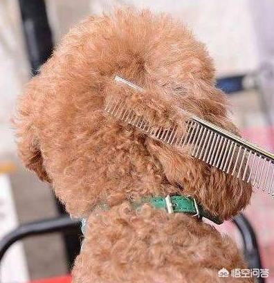 贵宾犬美容图片欣赏:主人做什么，会让泰迪犬感到非常感动的呢？