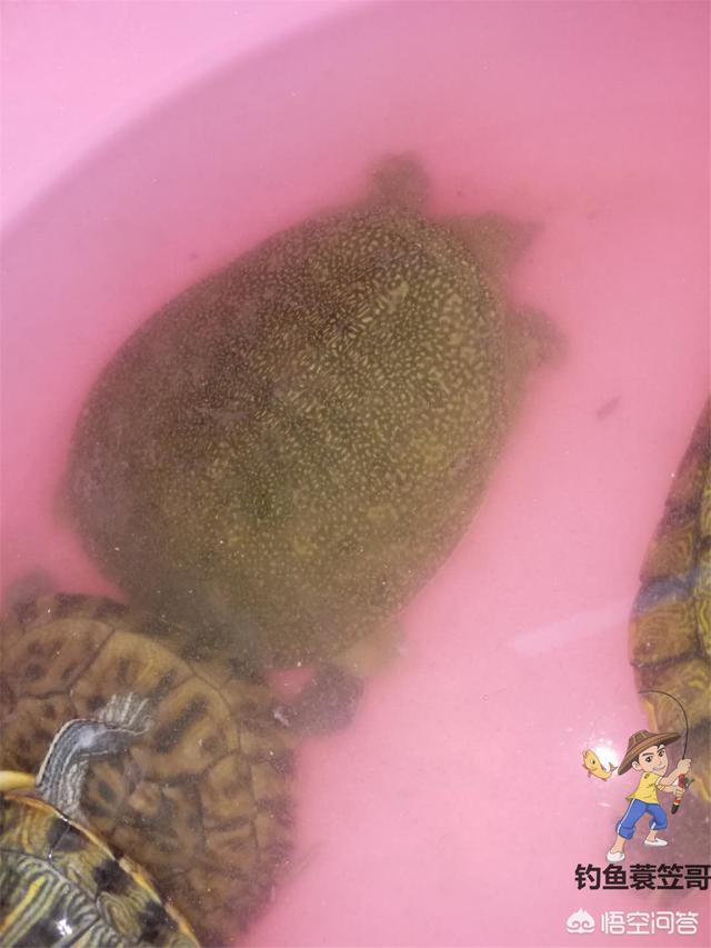土王八吃什么:甲鱼一般在什么时候吃食？
